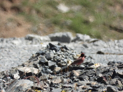 Carpodacus roborowskii