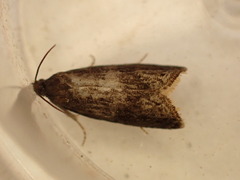 Grapholita funebrana