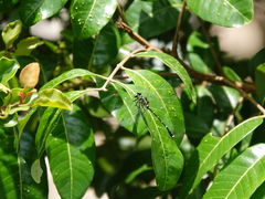 Burmagomphus vermicularis