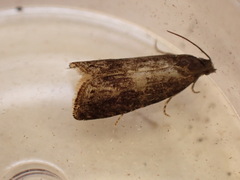 Grapholita funebrana