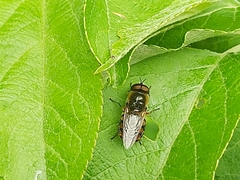 Odontomyia ornata