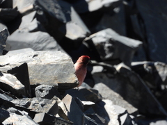 Carpodacus roborowskii
