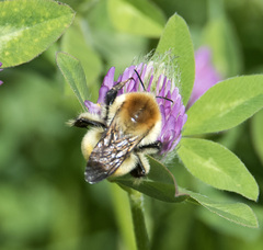 Bombus laesus