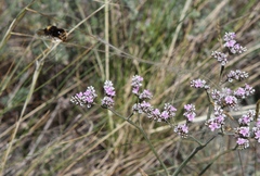 Bombus quadricolor