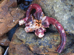 Ophiopsammus maculata