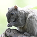 Pallas' Squirrel - Photo (c) rhinolin, some rights reserved (CC BY-NC), uploaded by rhinolin