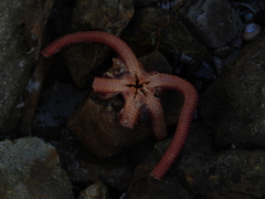 Ophiopsammus maculata