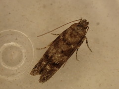 Exoteleia dodecella