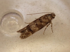 Exoteleia dodecella