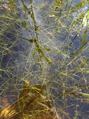 Potamogeton trichoides