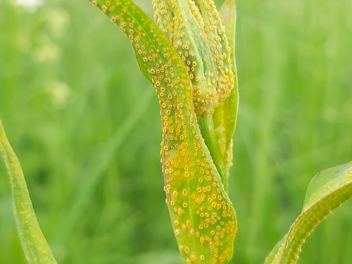 Puccinia hysterium