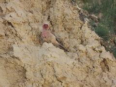 Carpodacus stoliczkae
