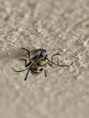 Chlorophorus varius