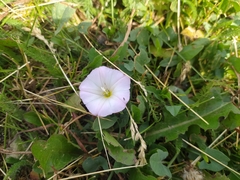 Convolvulus arvensis