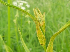 Puccinia hysterium