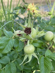 Rosa rugosa
