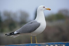 Larus californicus