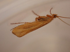 Limnephilus vittatus