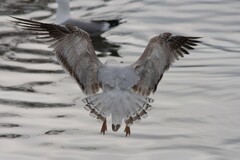 Larus delawarensis