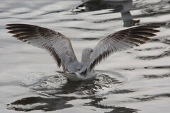 Larus delawarensis