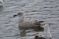 Larus