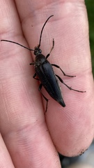 Pedostrangalia pubescens