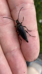 Pedostrangalia pubescens