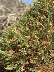 Astragalus balearicus