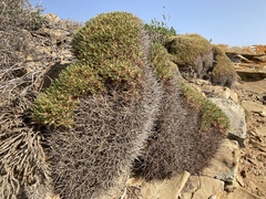 Astragalus balearicus