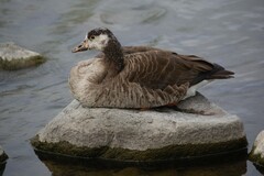 Anser anser × Branta canadensis