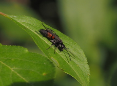 Arachnospila