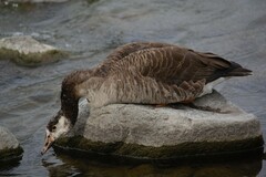 Anser anser × Branta canadensis