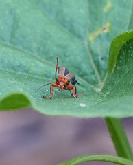 Cultellunguis larvalis