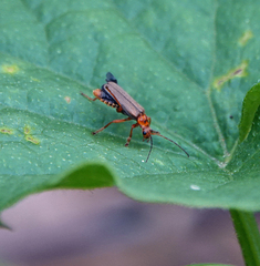 Cultellunguis larvalis