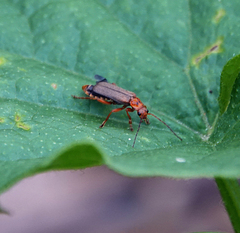 Cultellunguis larvalis