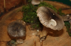Tricholoma squarrulosum