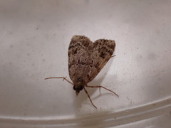 Scoparia ambigualis