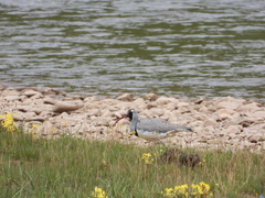 Ibidorhyncha struthersii