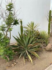 Agave univittata