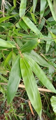 Bambusa pachinensis