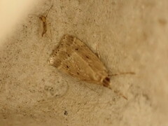 Eudonia pallida
