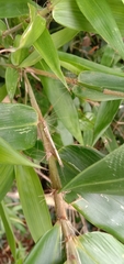 Bambusa pachinensis