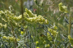 Sideritis catillaris