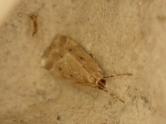 Eudonia pallida