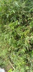 Bambusa pachinensis
