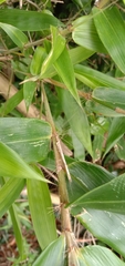 Bambusa pachinensis