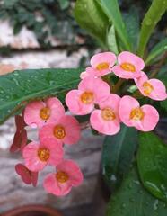 Euphorbia