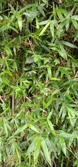 Bambusa pachinensis