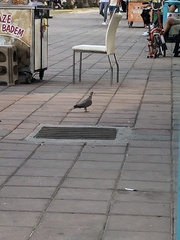 Streptopelia decaocto