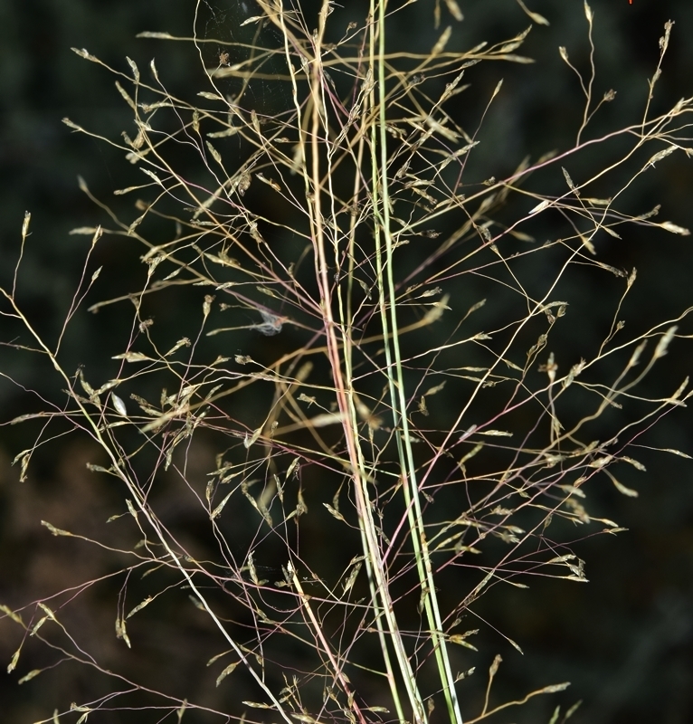 Eragrostis papposa (Eragrostis papposa)